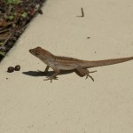 DSC00217