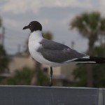 IMG_7069